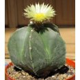 thumbnail image 3 of Bishop's Cap Cactus - Astrophytum myriostigma - 4" Pot, 3 of 3