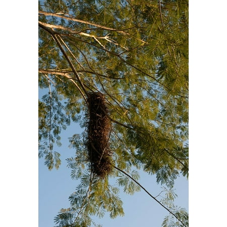 Canvas Print Nature Hanging Nest Tree Birds Nest Wildlife Stretched Canvas 10 x