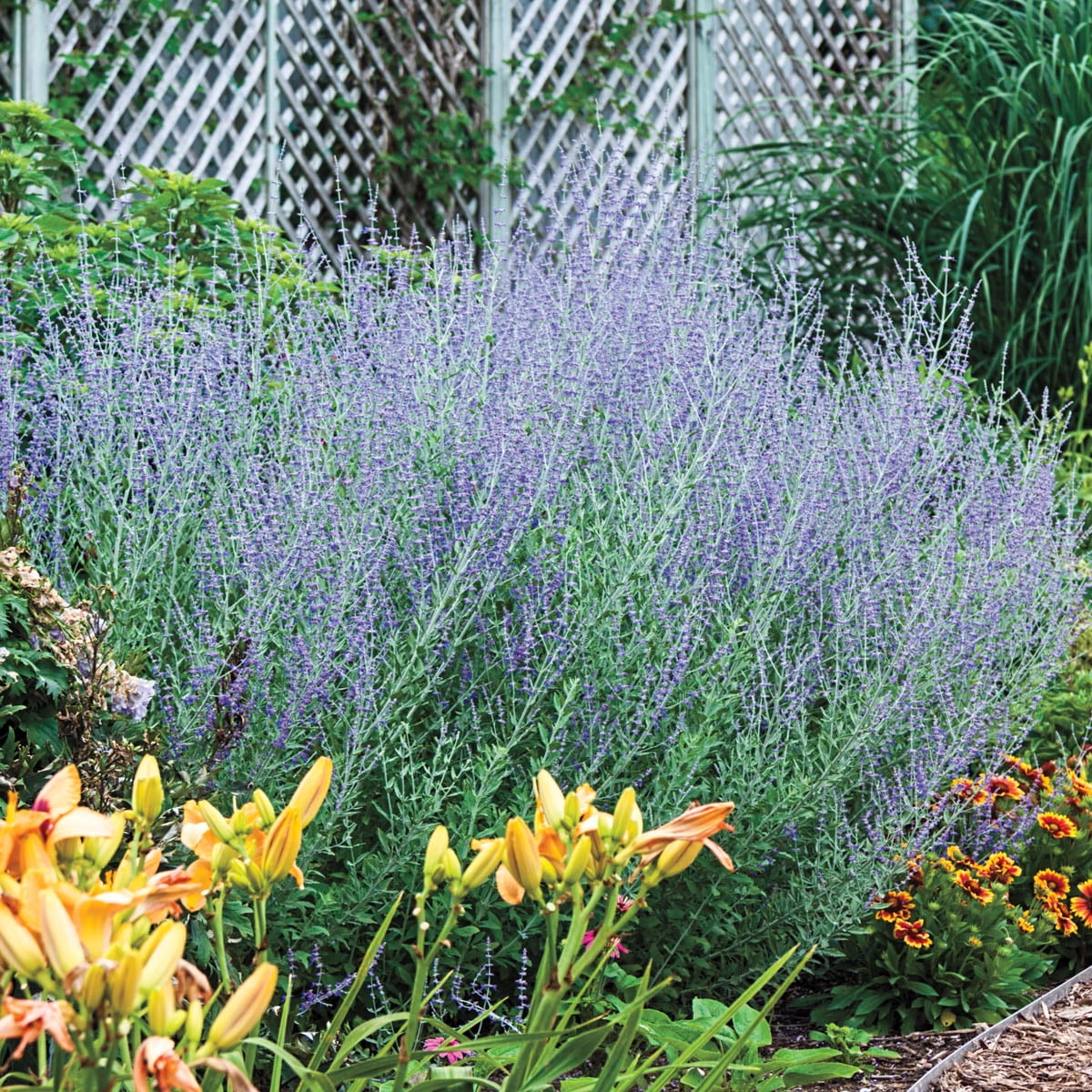 Little Spires Russian Sage Flowering Perennial Plant, 1 gal pot - 1 plant per offer