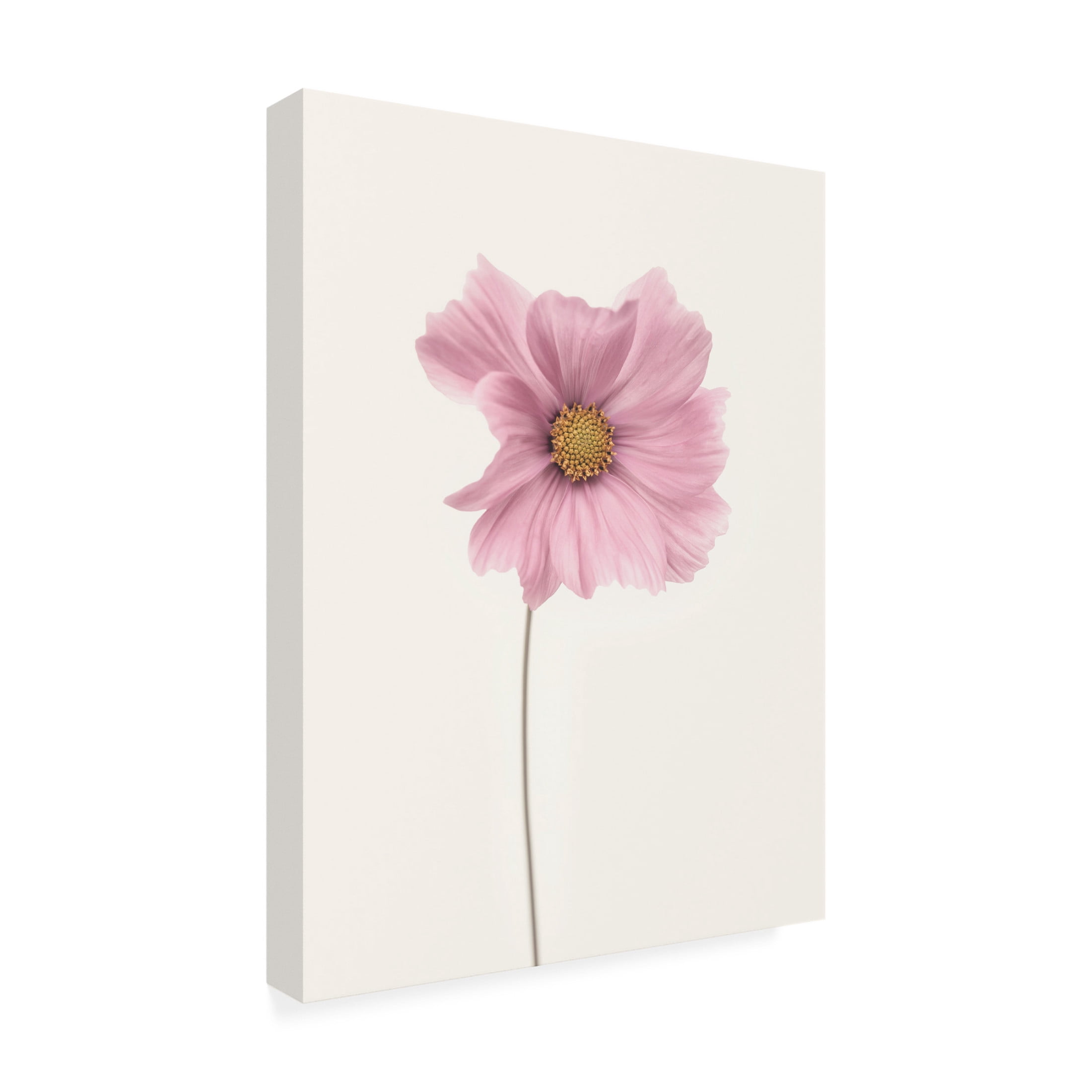Canvas Wall Art - Lotte Gronkjar 'Cosmos Flower' Wall Art for Living Room, Bedroom, or Office Décor by Trademark Fine Art - 18 x 24 Inches