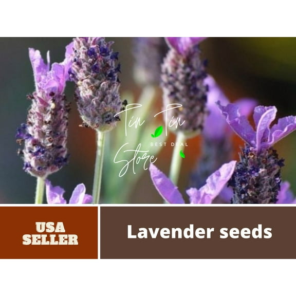100  Rare Seeds| Spanish Lavender Seeds #C004-Authentic Seeds-Flowers-Seeds-Rose seeds-Herb seeds-Vegetable Seeds-Mix Seeds for Plant- B3G1