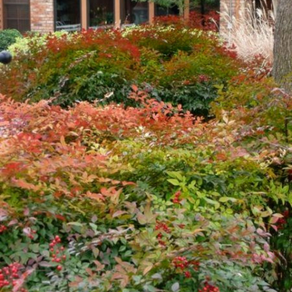 Harbor Dwarf Nandina Plant, Shrub Dwarf Nandina Live for Outdoor Garden, 4 Inches Pot