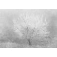 thumbnail image 2 of Kimberly, Allen 24x18 Gold Ornate Wood Framed with Double Matting Museum Art Print Titled - Silver Dreaming Tree, 2 of 4