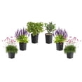 thumbnail image 1 of 1 Gallon Late Spring Garden Shrub 6 Pack, 1 of 9