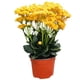 thumbnail image 2 of planta natural kalanchoe 40 x 30 cm con maceta de plástico, 2 of 5
