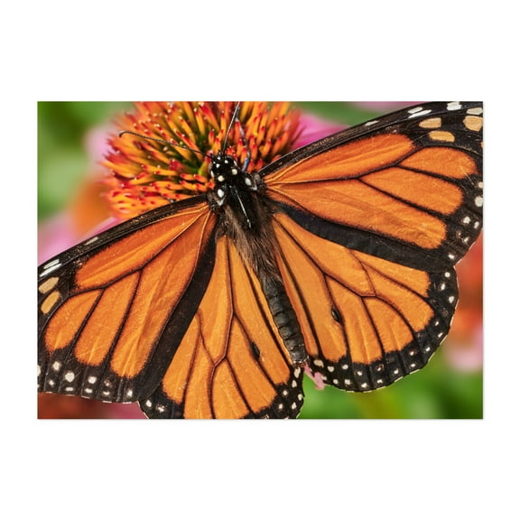 Monarch on Coneflower - Photography Butterfly Insect Nature Wildlife Floral Garden Botanical Unframed Wall Art Print 4 x 6 inches