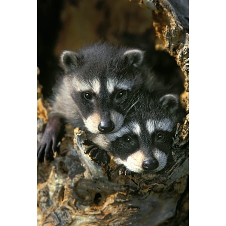 - Raccoon Young (Procyon Lotor) In Tree Hollow Spring Rocky Mountains Stretched Canvas - Thomas Kitchin & Victoria Hurst Design Pics (22 x 34)