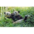 thumbnail image 2 of Su, Keren 24x16 Black Ornate Wood Framed with Double Matting Museum Art Print Titled - Pandas eating bamboo-Chengdu-Sichuan Province-China, 2 of 4