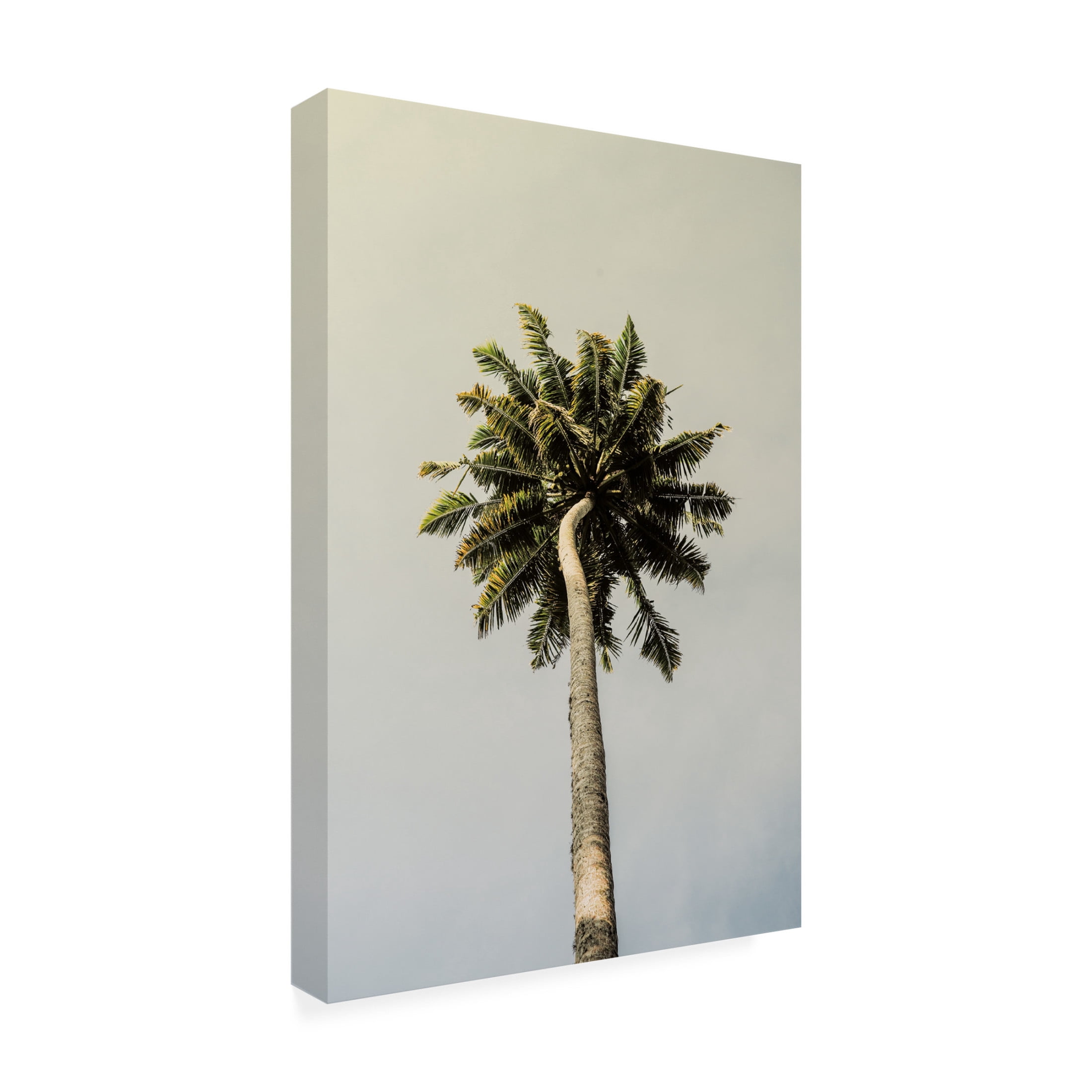 Trademark Fine Art Shot by Clint King Palm Canvas Wall Art