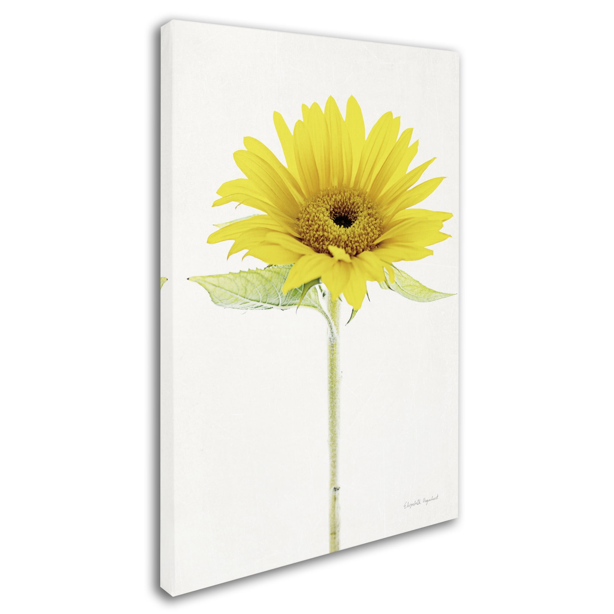 Trademark Fine Art 'Light and Bright Floral VIII' Canvas Art by Elizabeth Urquhart