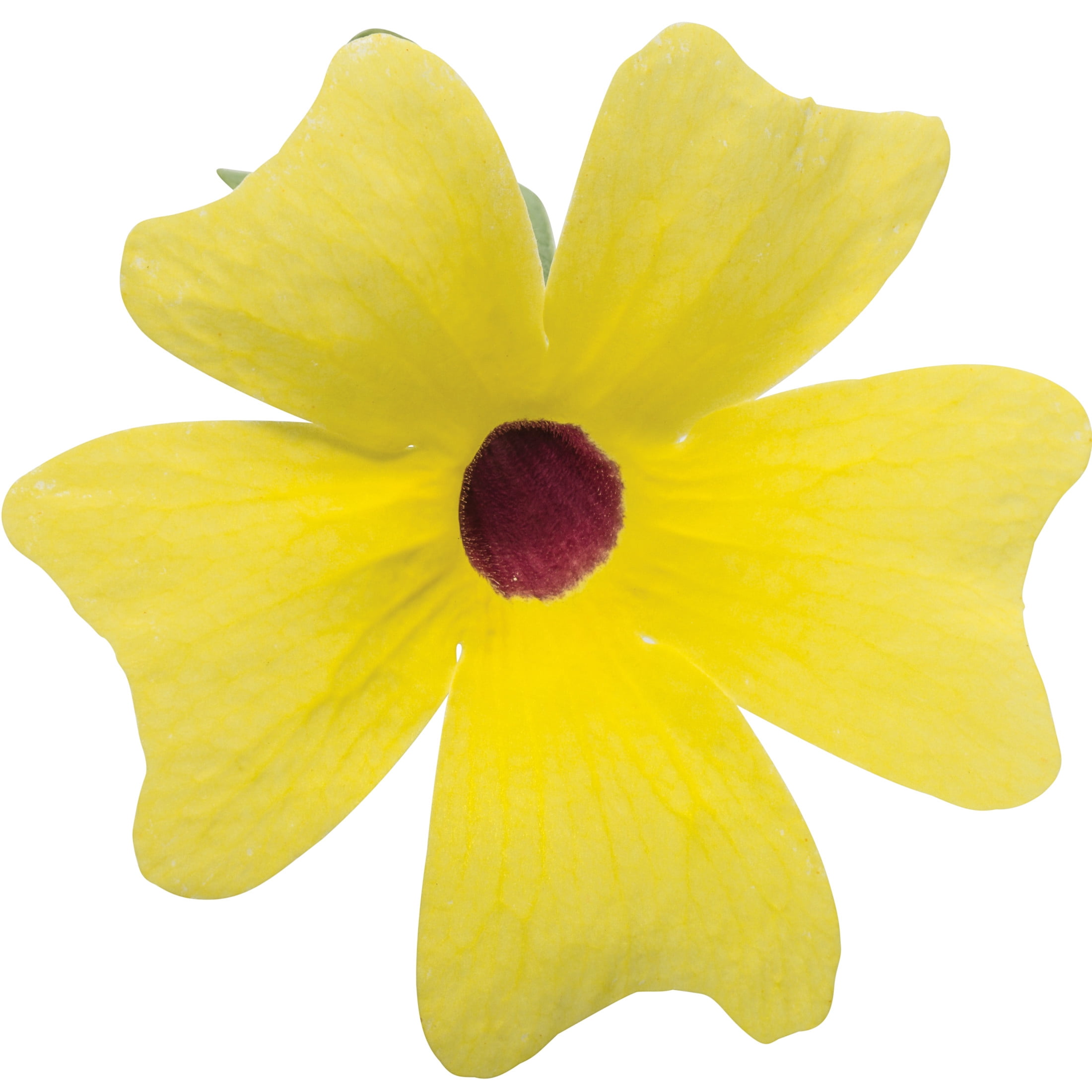 Proven Winners 8" Yellow Lemon A-Peel Black-Eyed Susan Vine Live Plant in 6.5" Pot