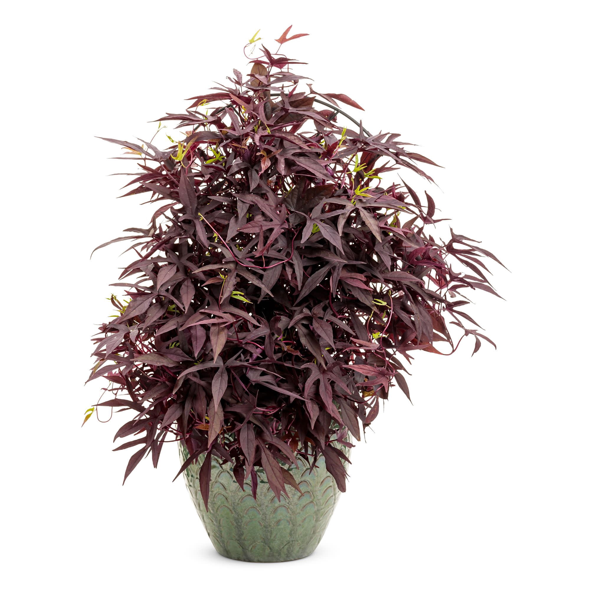 Proven Winners 4" Black Sweet Caroline Upside Black Coffee Ornamental Sweet Potato Vine Live Plant in 4.25" Pot (4 Count)