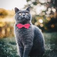 thumbnail image 6 of Mumup 2 Pcs Red Cat Collar for Boy Girl Cats Breakaway Cat Collars with Bell Cute Christmas Kitten Bow Tie Collar Adjustable Small Puppy Safety Collar Solid Color Plaid Pet Collar, 6 of 7