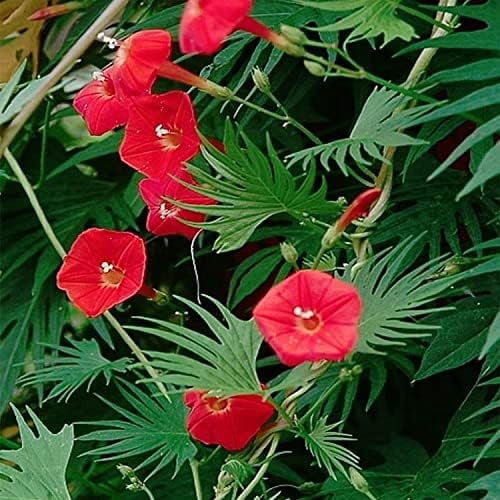 Cardinal Climber Hummingbirds Butterflies Non-GMO - Cypress Vine - 25 Seeds Ipomoea Cardinal Climber Climbing Annual Vine Plant Red Flowering Plants