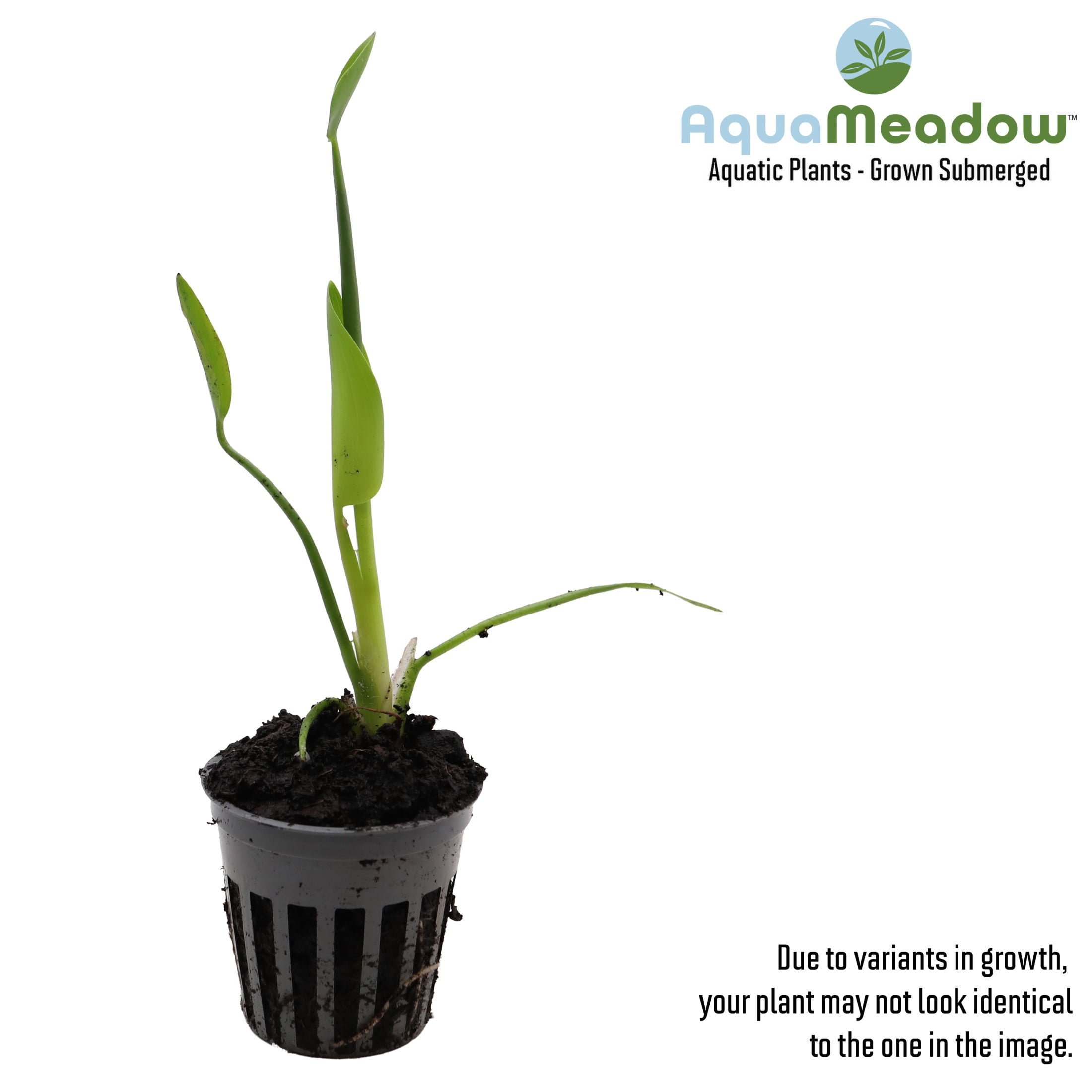 AquaMeadow White Pickerel Rush Potted Reg 3ct