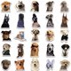 thumbnail image 5 of Stickers Jaurney 100 piezas impermeables de memes de perros y gatos, 5 of 9
