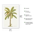 thumbnail image 2 of Banana Tree (Musa sapientum) - Plate From The Natural History of Barbados - Vintage Botanical Illustration by Georg Dionysius Ehret c.1700s - Fine Art Rolled Canvas Print 27in x 40in, 2 of 4