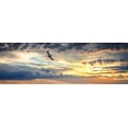 thumbnail image 2 of Hausenflock, Alan 18x9 White Modern Wood Framed Museum Art Print Titled - Gull Above the Sea I, 2 of 4