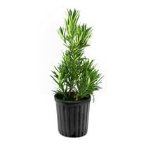 1 gal. Japanese Yew Dwarf Pringles Shrub