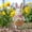 pink, variant on QuanTara Set of 4 Easter Yard Signs, Plastic Spring Garden Decor with Stakes, 9.64x4.72in Weatherproof Outdoor Lawn Ornaments for Easter Party Home Decor, Pink