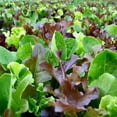 thumbnail image 1 of HIGHGW MESCLUN Mix Lettuce 50-70 Seeds , Organic, Vegetable Seed, 1 of 1