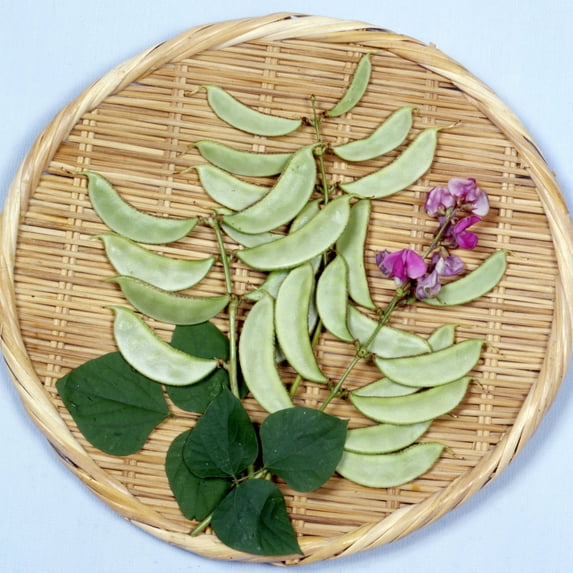 Hyacinth Bean - Akhana Fujimame - 1 Lb ~2400 Seeds - Non-GMO, Heirloom - Asian Garden Vegetable & Flower