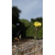 Plant Good Seed Large Flowered / Magic Evening Primrose Seed Packet Perennial Yellow Flower Full Sun