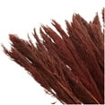 thumbnail image 5 of 35" Dried Plant Natural Foliage Pampas Bouquet with Long Stems, by DecMode, 5 of 8