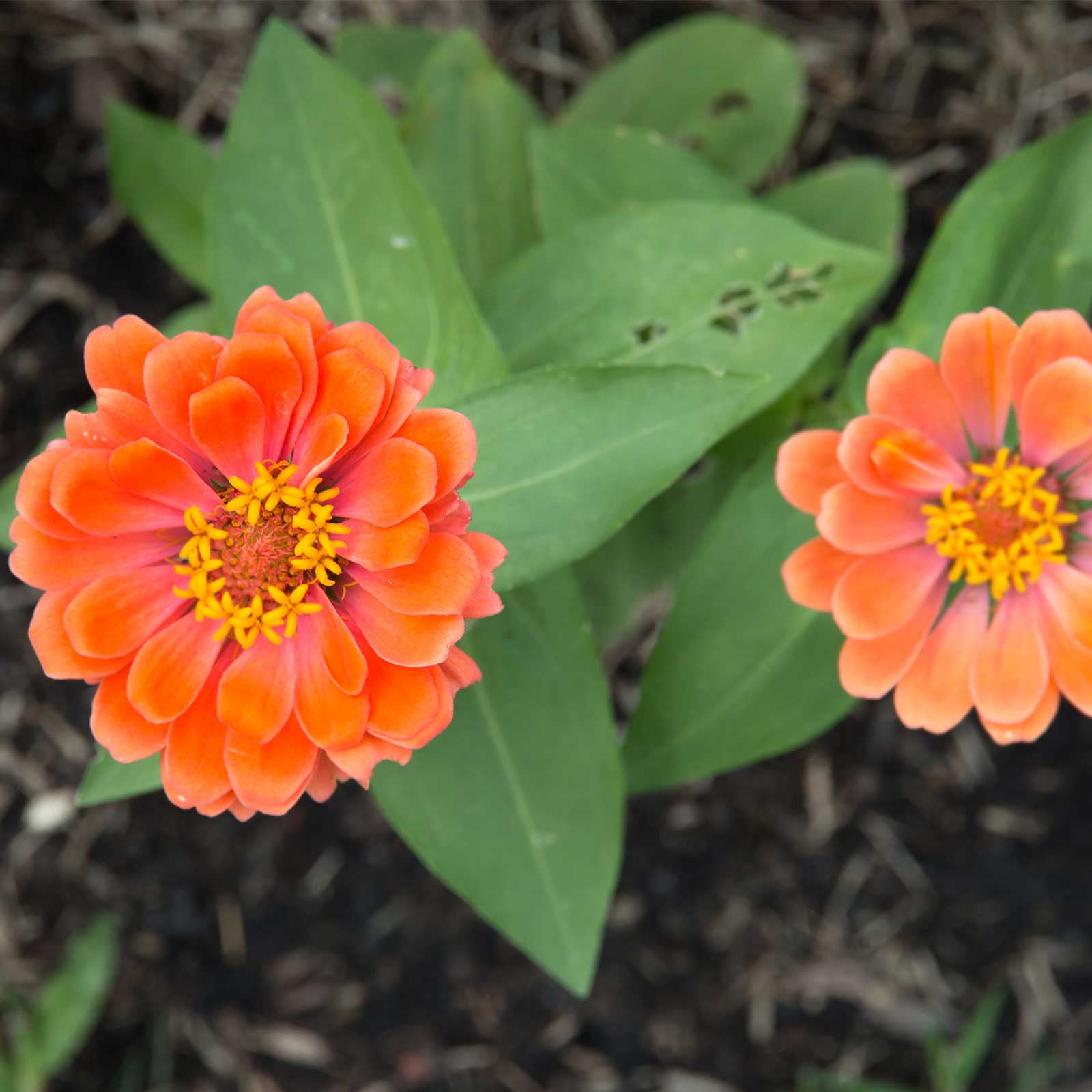 Zinnia Flower Garden Seeds Profusion Series Double Salmon Deep