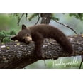 thumbnail image 4 of Hendersonville, North Carolina, Bear Cub Sleeping (19x27 inches, Premium 500 Piece Jigsaw Puzzle for Adults and Family, Made in USA), 4 of 4