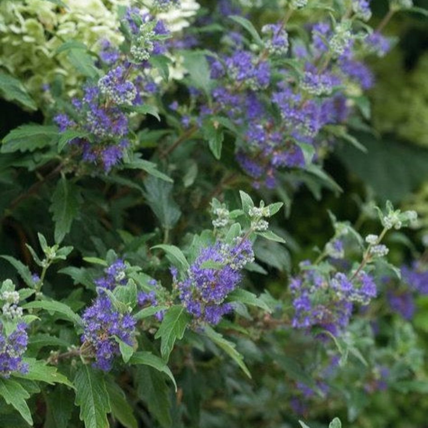 Proven Winners ColorChoice 6" Blue Beyond Midnight Bluebeard Live Plant in 7.5" Pot
