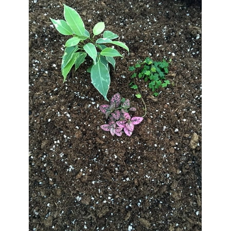 4 Way Soil Analyzer - Hirt's Gardens All Natural Terrarium & Fairy Garden Soil - 4 Quart