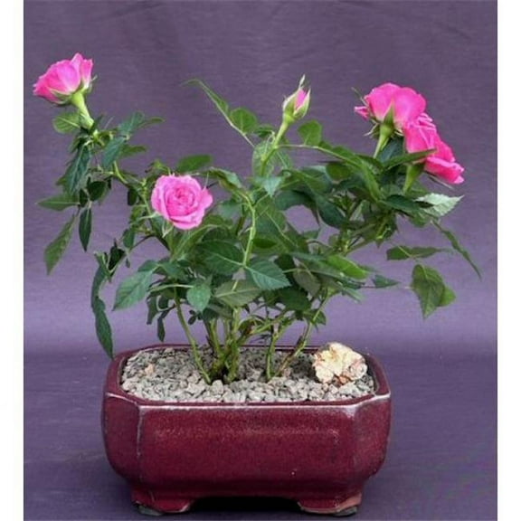 Bonsai Boy of York c2063 Flowering Pink Mini Rose Tiny, Pink