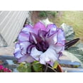 thumbnail image 3 of Black Currant Angels Trumpet Live Tropical Plant- Large Purple/White Flowers Starter 4 in. pot--Do not order in extreme temps, 3 of 3