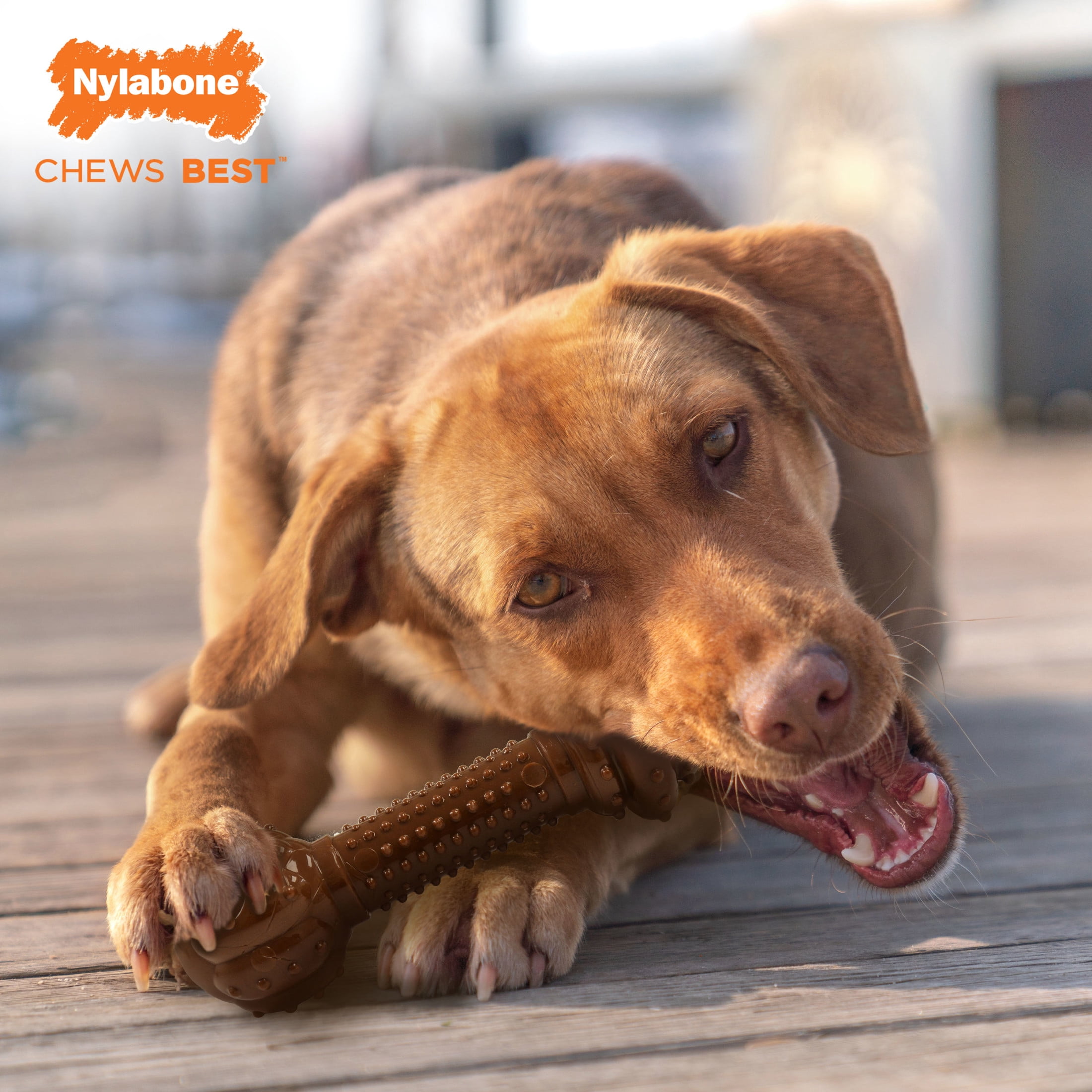 Nylabone Barbell Power Chew Durable Dog Toy - Up to 50 lbs.