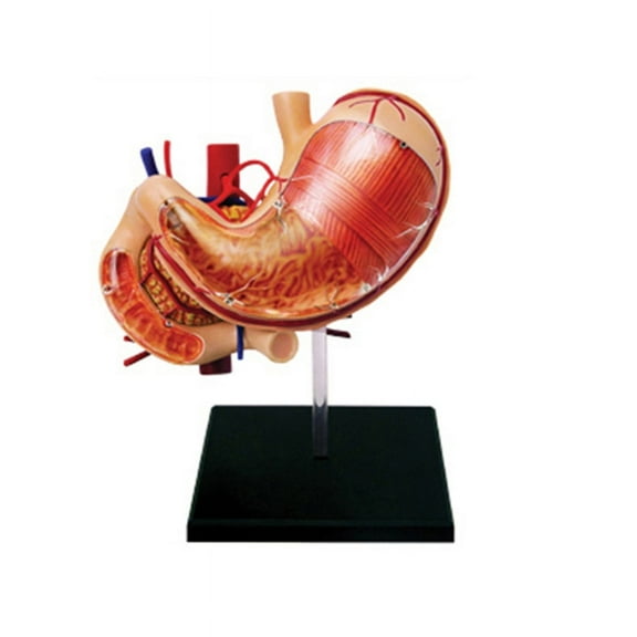 Milue Human Stomach & Pancreas Medical Model Gastric Anatomy Model Human Organs Model