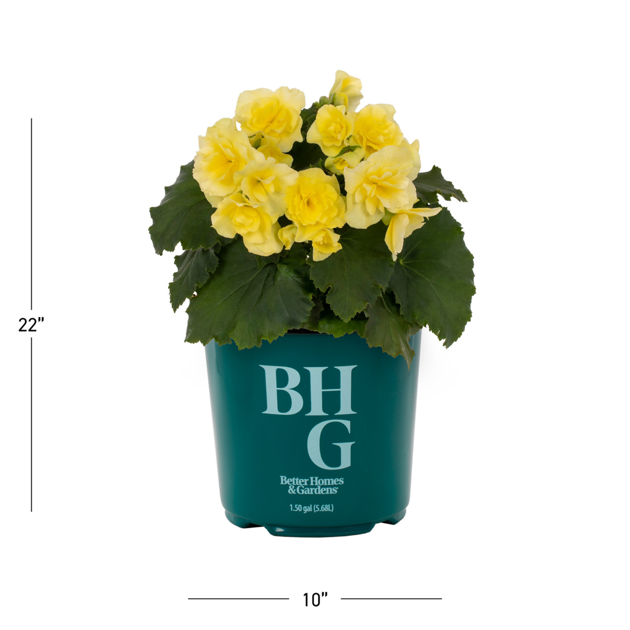 Better Homes & Gardens 1.5gal Yellow Begonia Live Annual Plant Shade