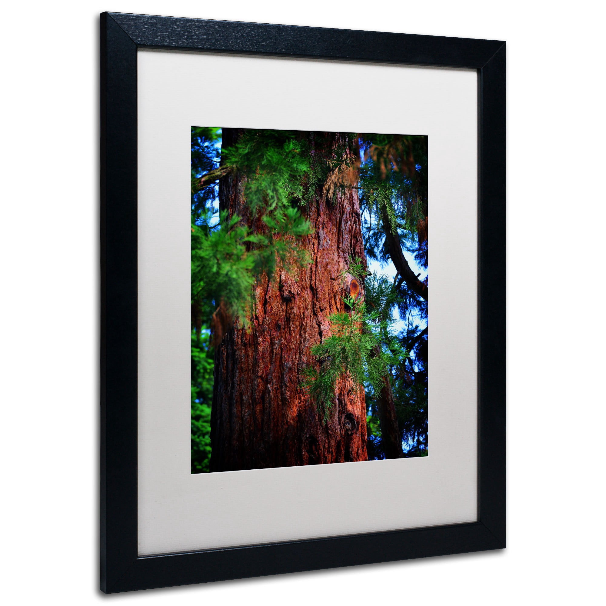 Trademark Fine Art "Giant Sequoia" Canvas Art by Philippe Sainte-Laudy, White Matte, Wood Frame