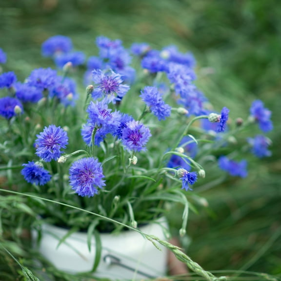 Eden Brothers Cornflower / Bachelor Button Seeds - Tall Blue
