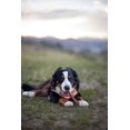 thumbnail image 2 of Lot de 3 - Nylabone Comestibles Sains Longue Durée Saveur Rôti de Bœuf Os pour Chien Très Grand, 2 of 5