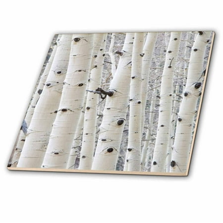 3dRose USA, Colorado. Aspens in Gunnison National Forest. - Ceramic Tile, 12-inch