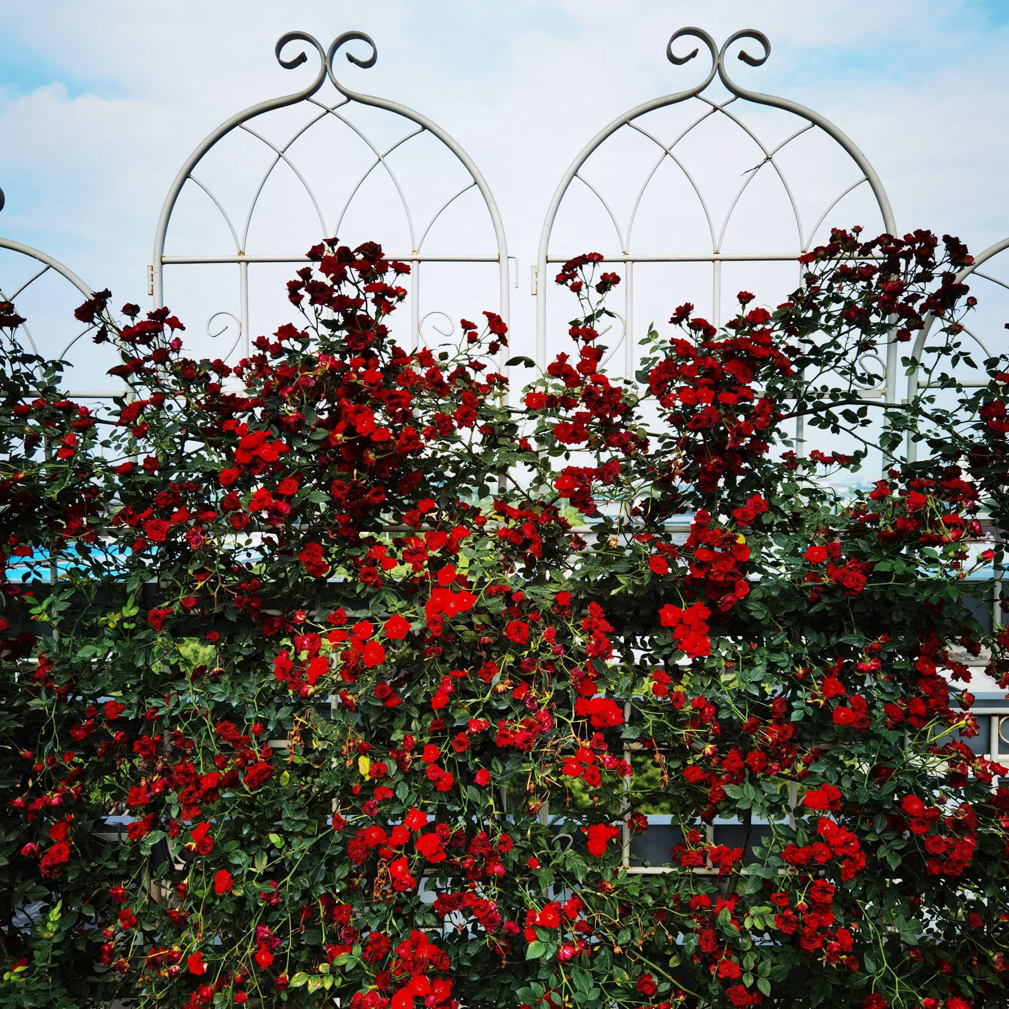 MAYEERTY 4 Pack Metal Garden Trellis 71 x 19.7 Inch Rustproof Climbing Plants Support Cream White Outdoor Flower