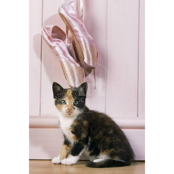 Tortoiseshell Cat Kitten with Ballet Shoes, Animals Figurative Unframed Photographic Print Wall Art Sold by Art.Com