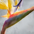 thumbnail image 2 of Kimberly, Allen 20x20 Gold Ornate Wood Framed with Double Matting Museum Art Print Titled - Strelitzia 1, 2 of 4