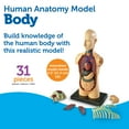 thumbnail image 7 of Learning Resources Human Body Anatomy Model, Classroom Supplies Ages 8, 7 of 7