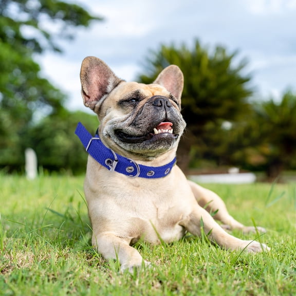 Soimiss Puppy Collar Pet Collar Foam Blue Dogs Training Sessions 1Set