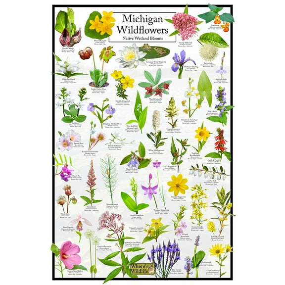 Michigan Wildflowers Poster - Native Wetland Blooms - Educational Science Chart of Arkansas Flowers