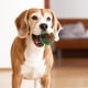 thumbnail image 5 of Pelota saltarina para perros con sonido, luz y duraderos, juguete interactivo de entrenamiento para perros, de plástico, con temática navideña., 5 of 6