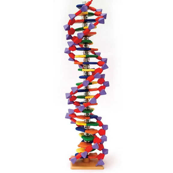 Molymod Advanced Minidna, Teaches Primary And Secondary Structure Of Dna