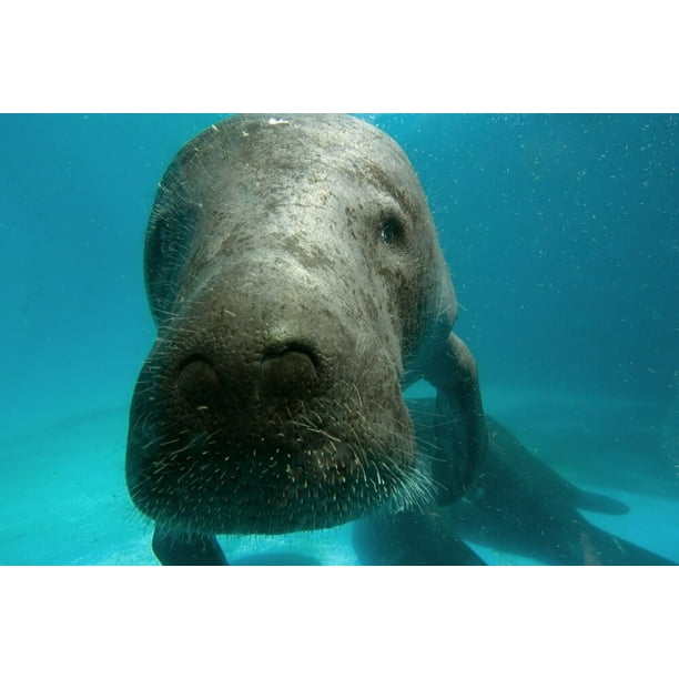 Headshot of an amazon manatee. Poster Print by VWPics/Stocktrek Images